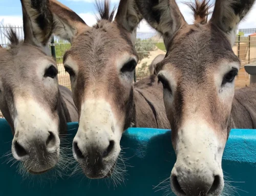 Donkey Sanctuary