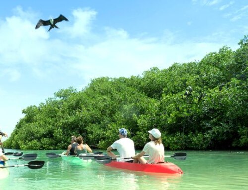 Mangrove kayak tour